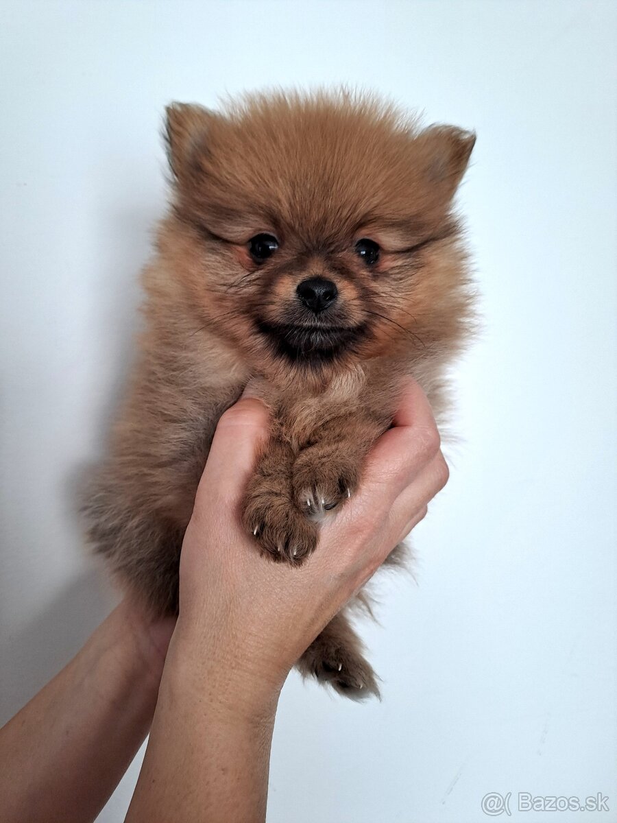 Pomeranian samček