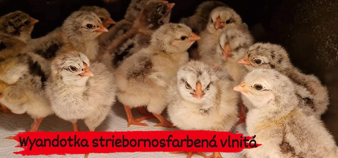 Kuriatka Wyandotka striebornosfarbená vlnitá