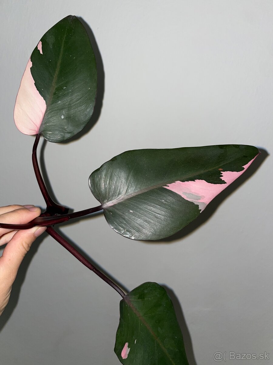 Philodendron pink princess