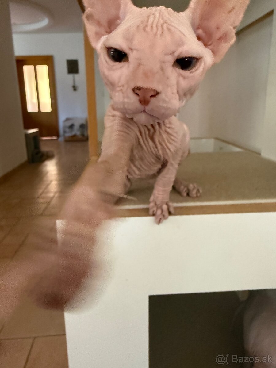 Don sphynx