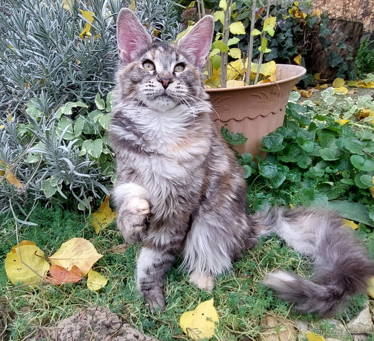 Mainska myvalia, Mainne coon,Mco