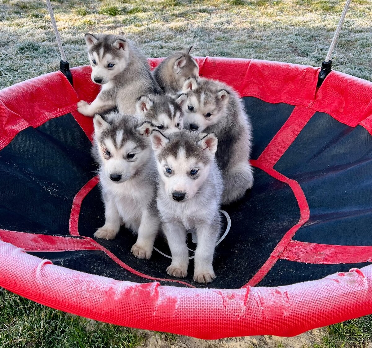 Šteniatka sibírsky Husky