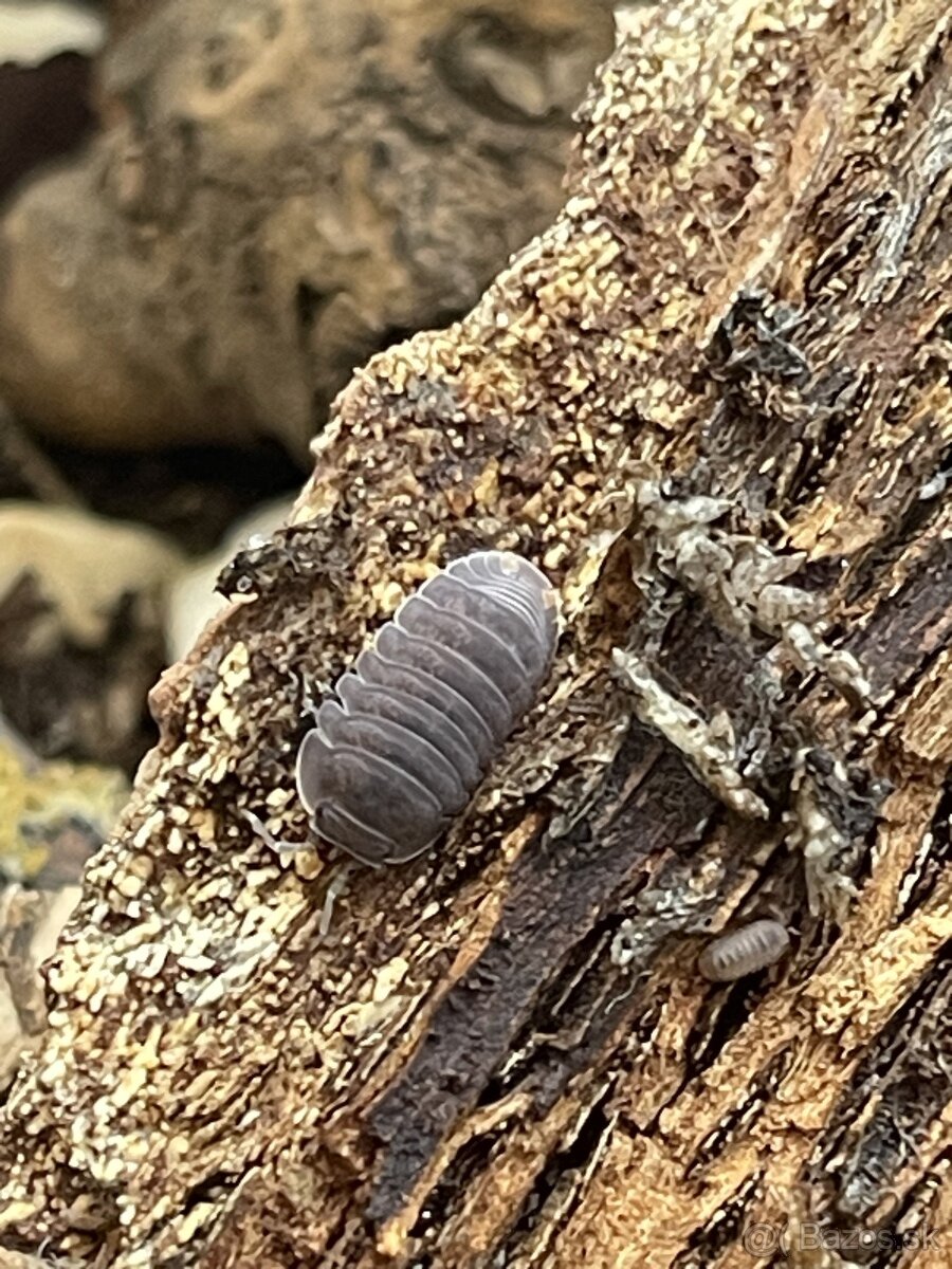 Cubaris Murina, rovnakonôžky, Isopods