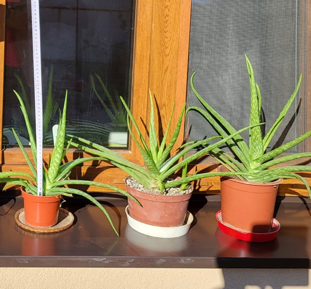 Aloe vera