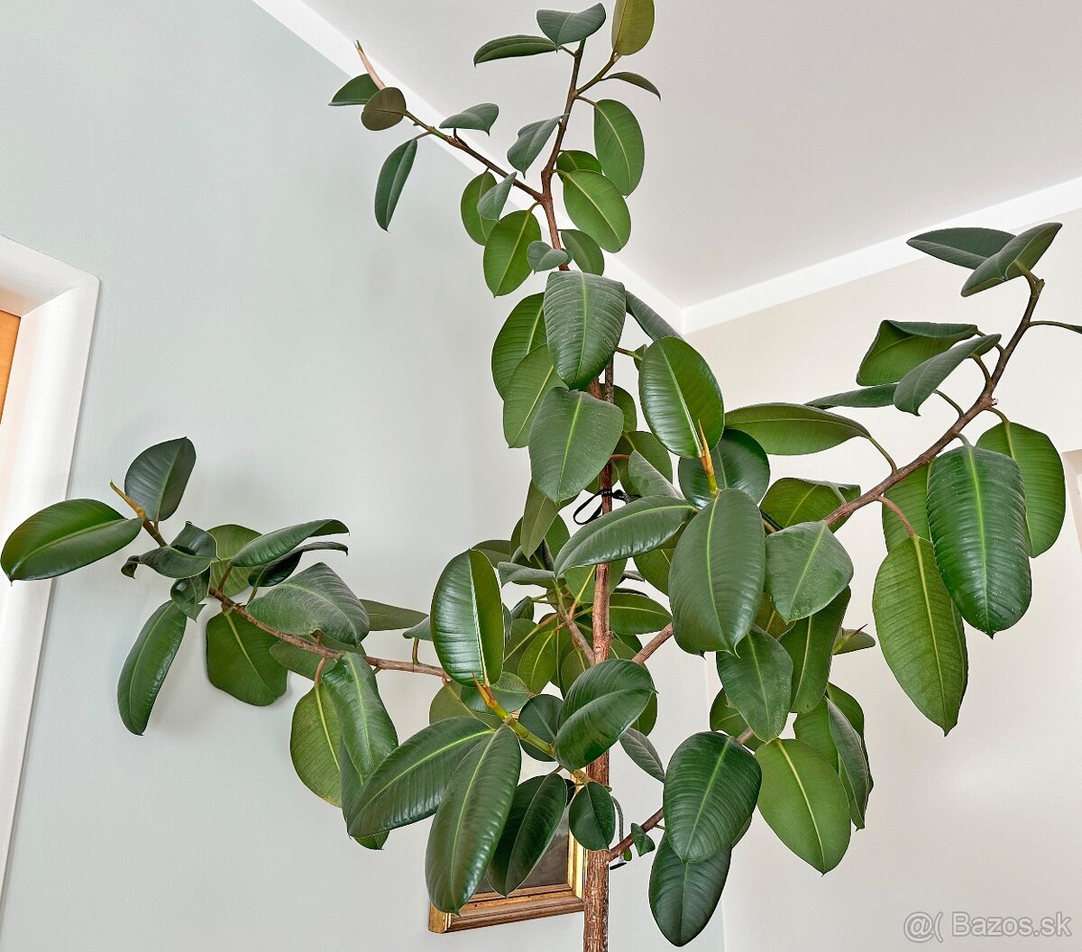 Ficus elastica