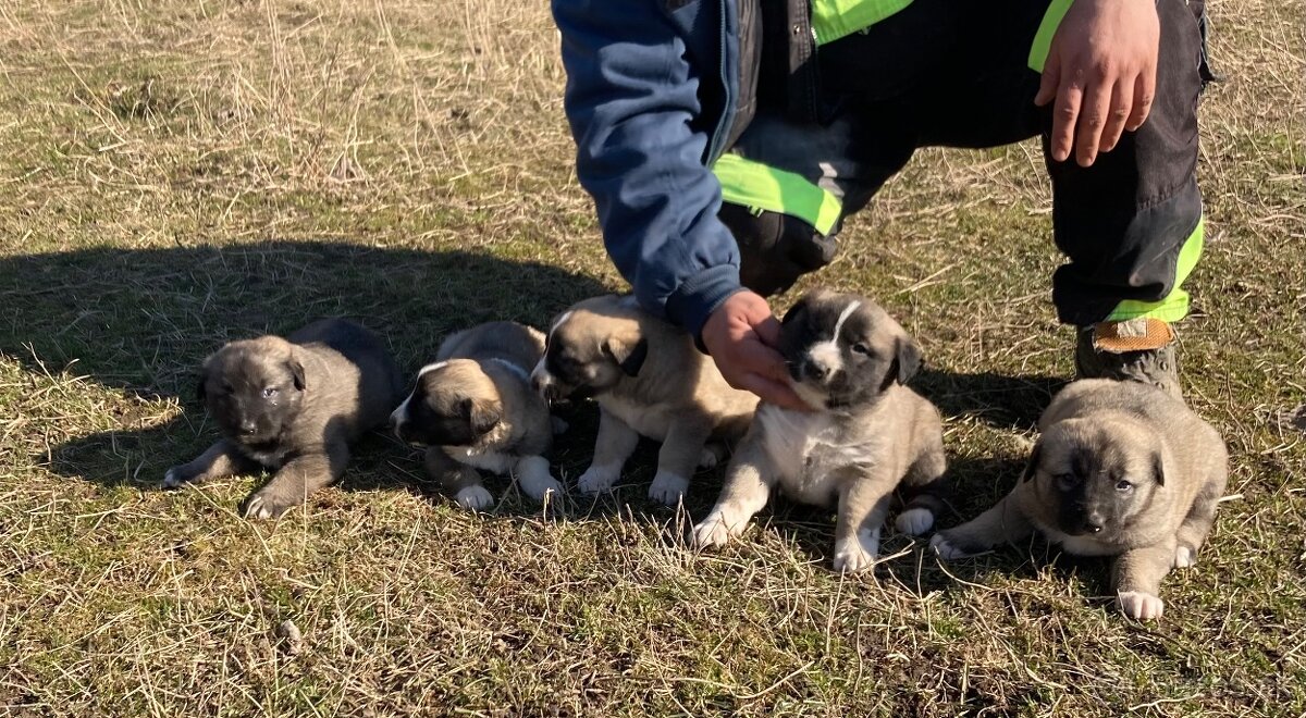 Turecký Kangal