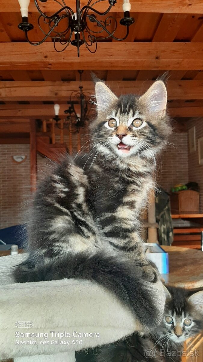 Maine coon