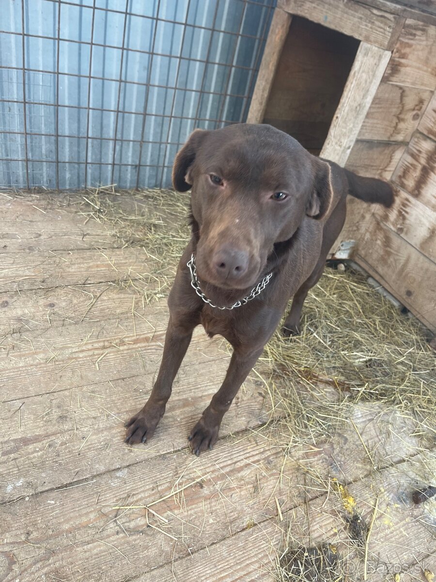 Darujem čokoládového labradora