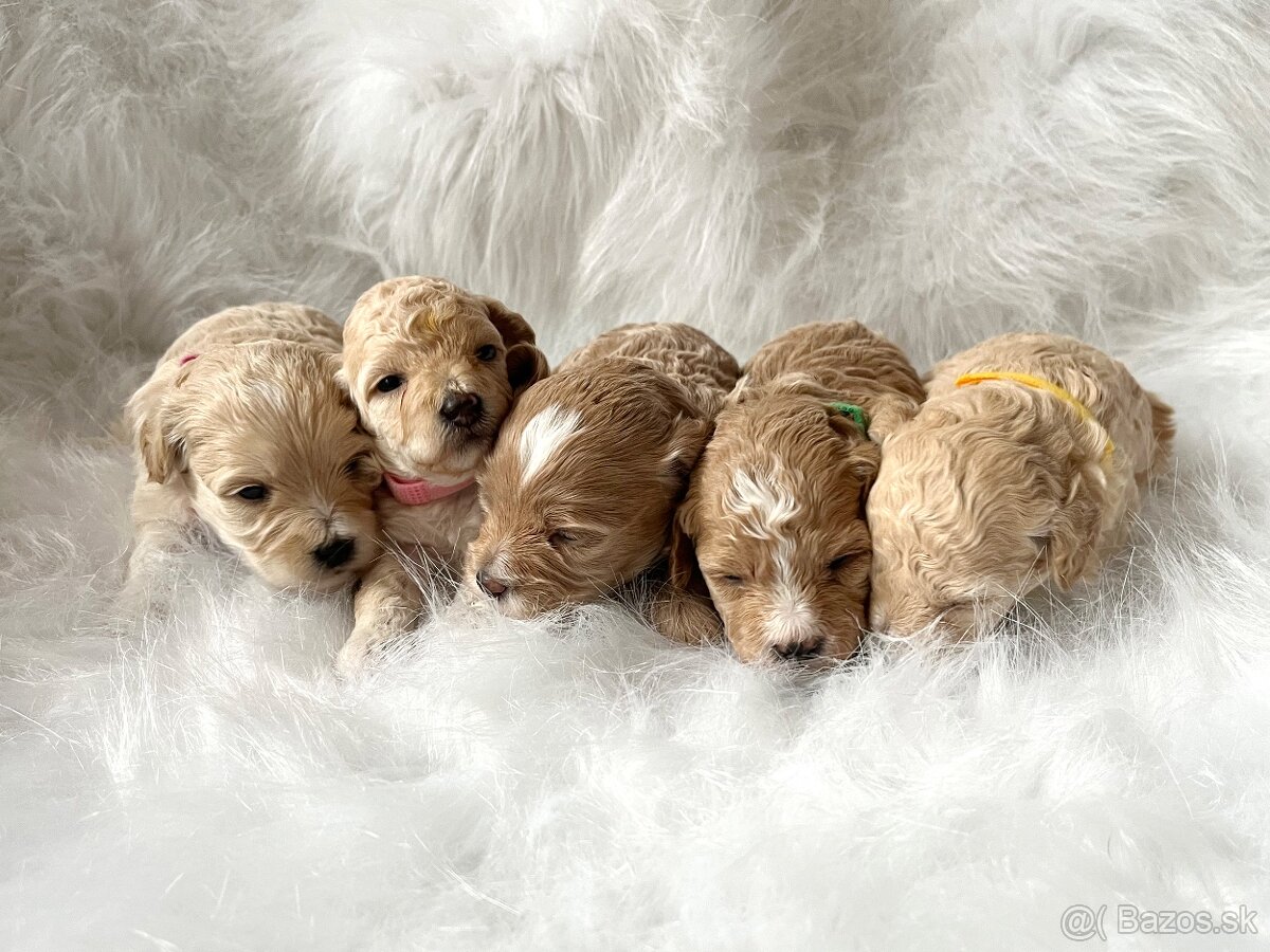 Maltipoo šteniatka,  pudel,  maltezák.