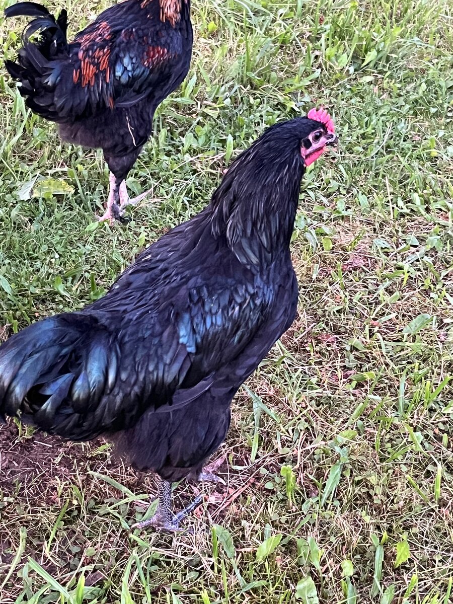 Čistokrvné kohúty australorpka, marans,cream legbar