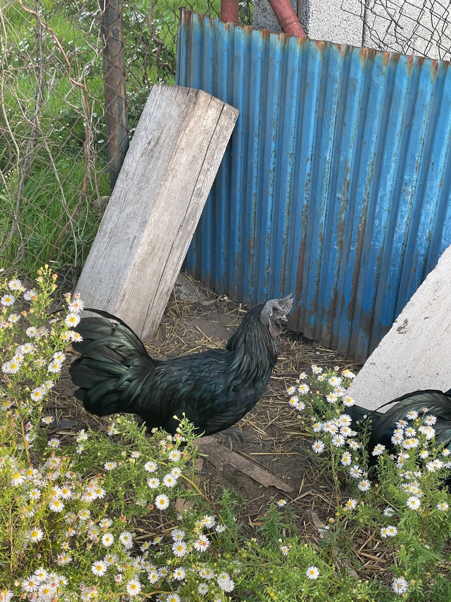 Ayam cemani, austalorpky tohtoročný kohúti