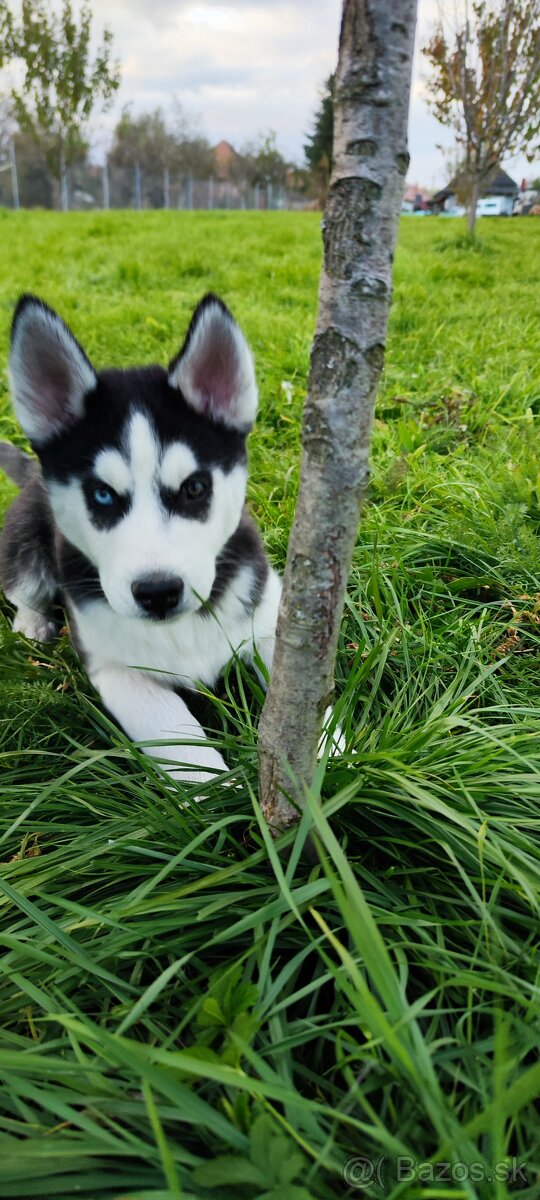 Sibírsky husky