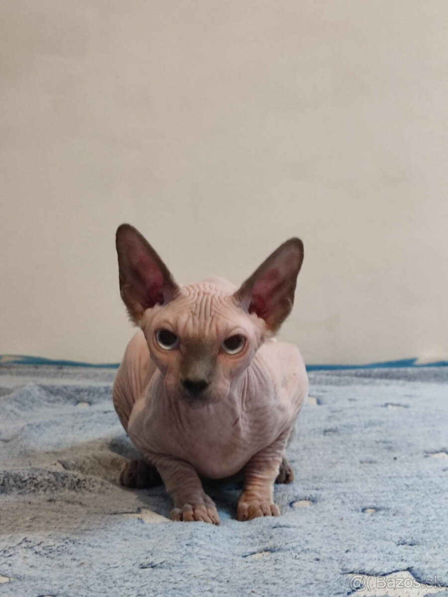 Sphynx kocourek s PP