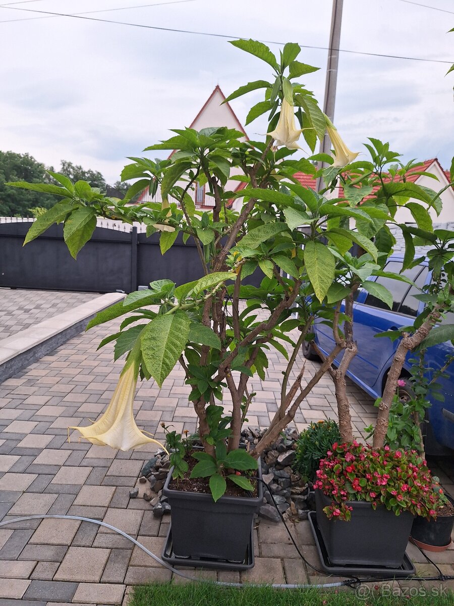 Anjelská trúba - Brugmansia