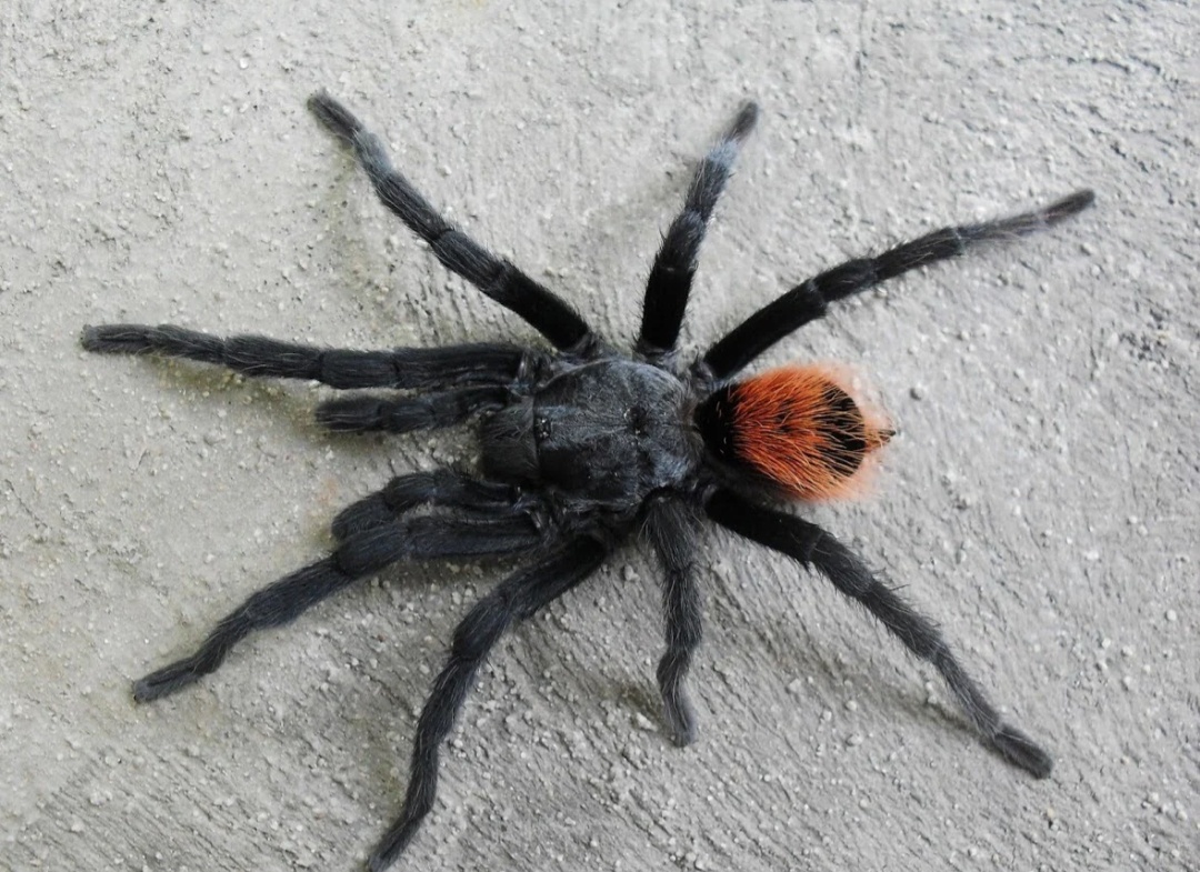 Tliltocatl epicureanus ex. Brachypelma