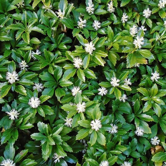 Pachysandra vrcholová