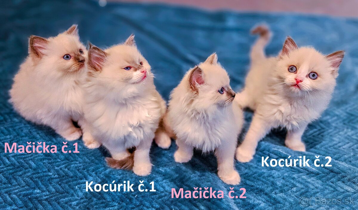 Ragdoll mačiatka bez PP