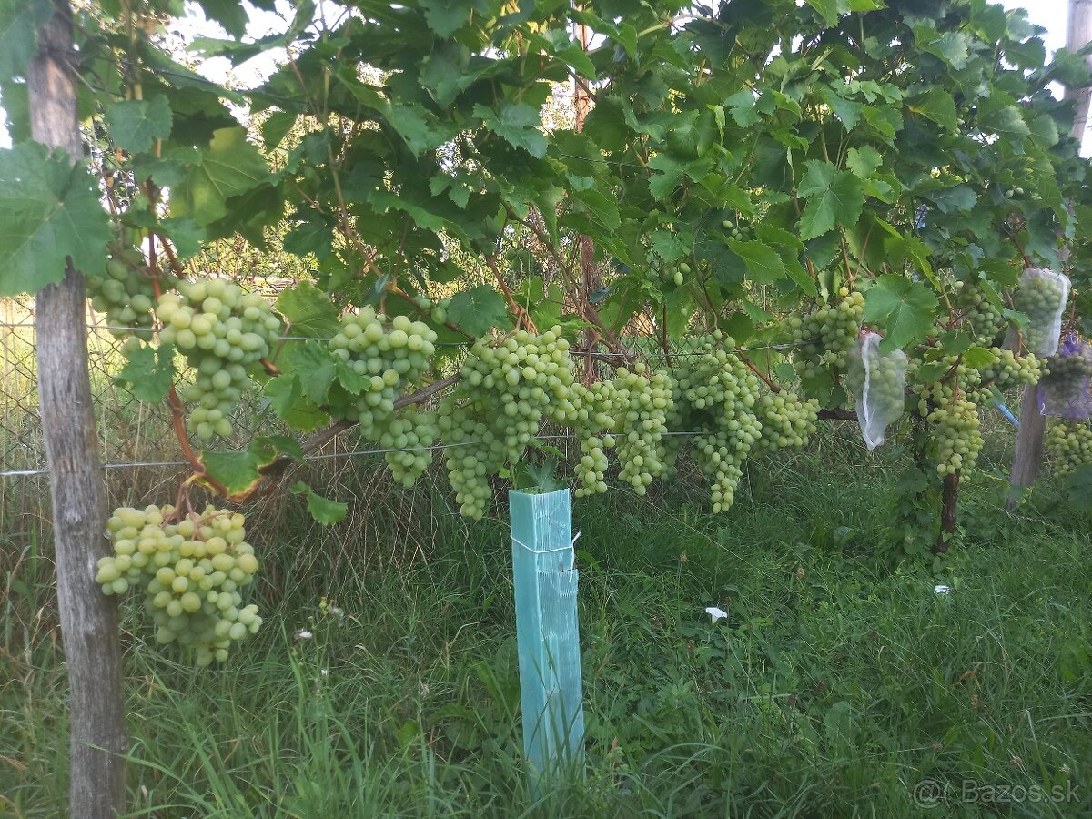 Vinič,sadenice a odrezky