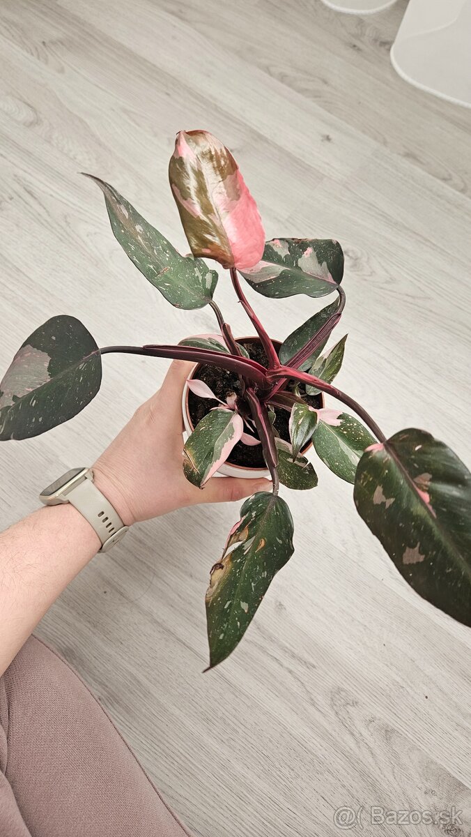 Philodendron pink princess marble