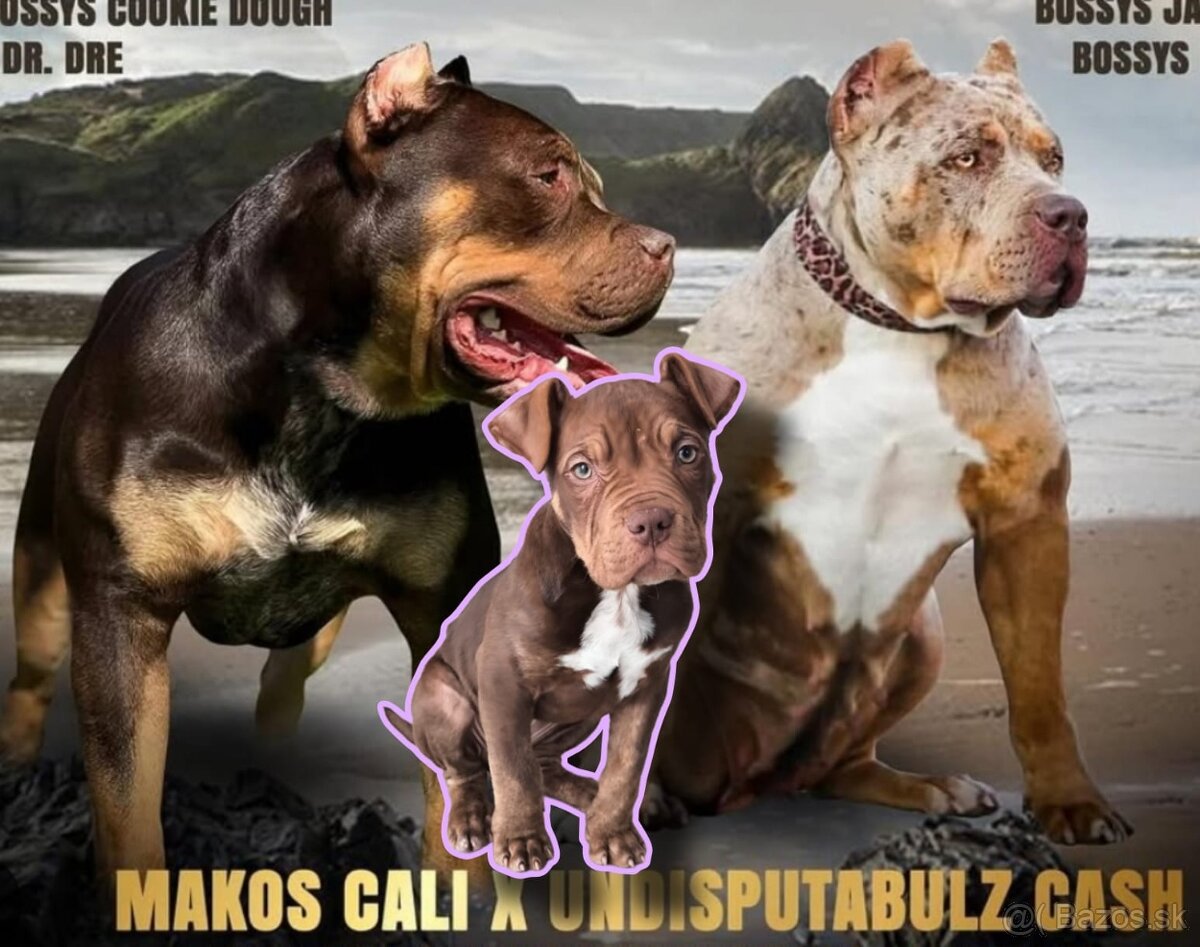 American Bully XL ABKC