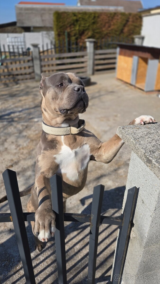 American bully XL (krytie)