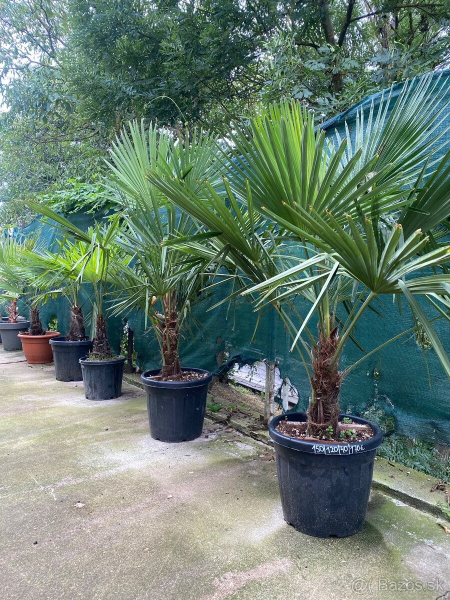 ‼️DOPREDAJ‼️ Palmy Trachycarpus Fortunei