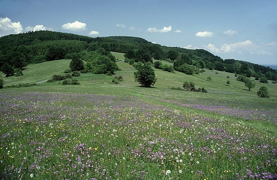 Záhrada, les, lúka