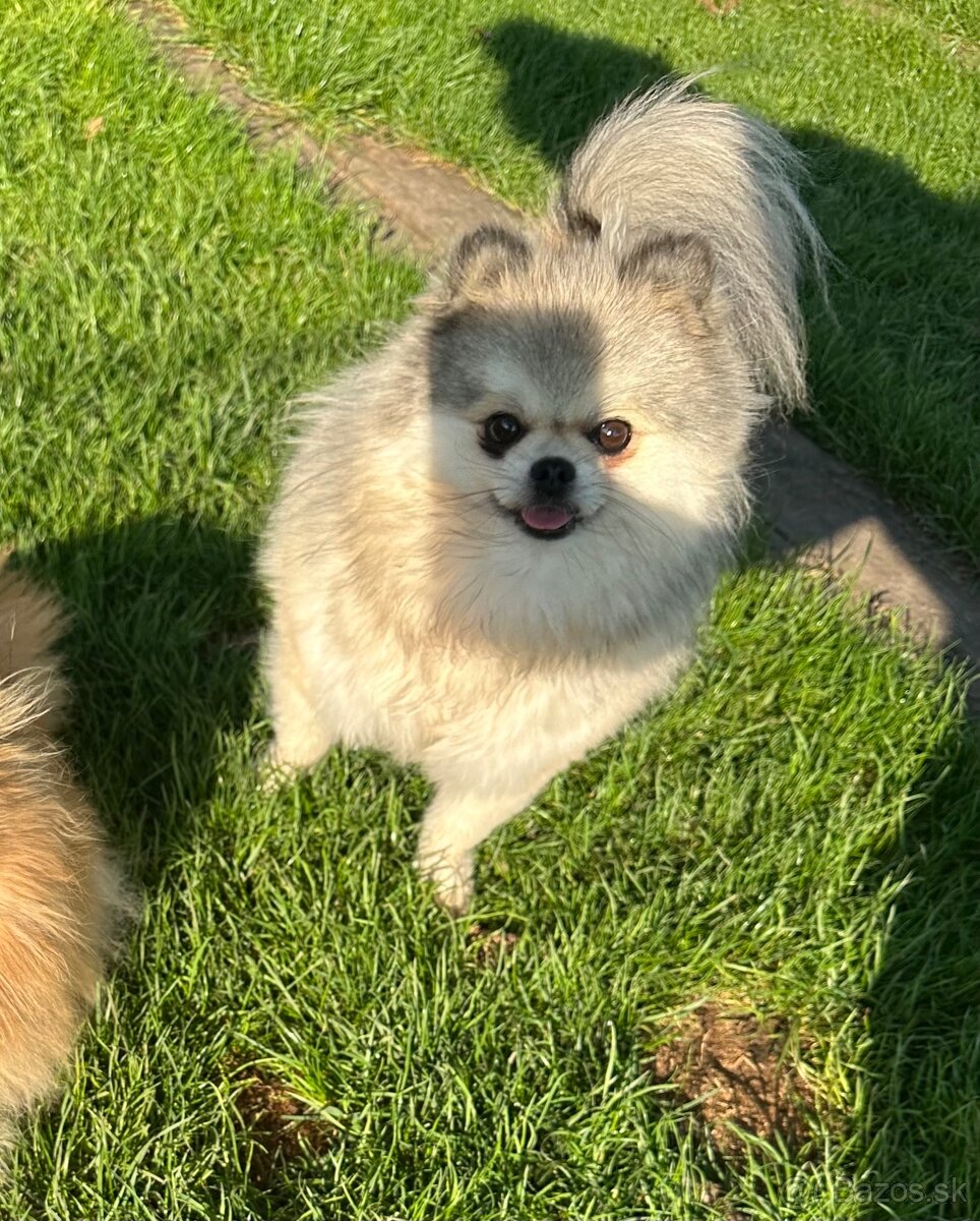 Pomeranian