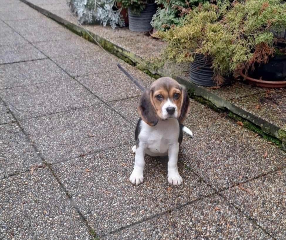 Bígel, Bígl, Beagle