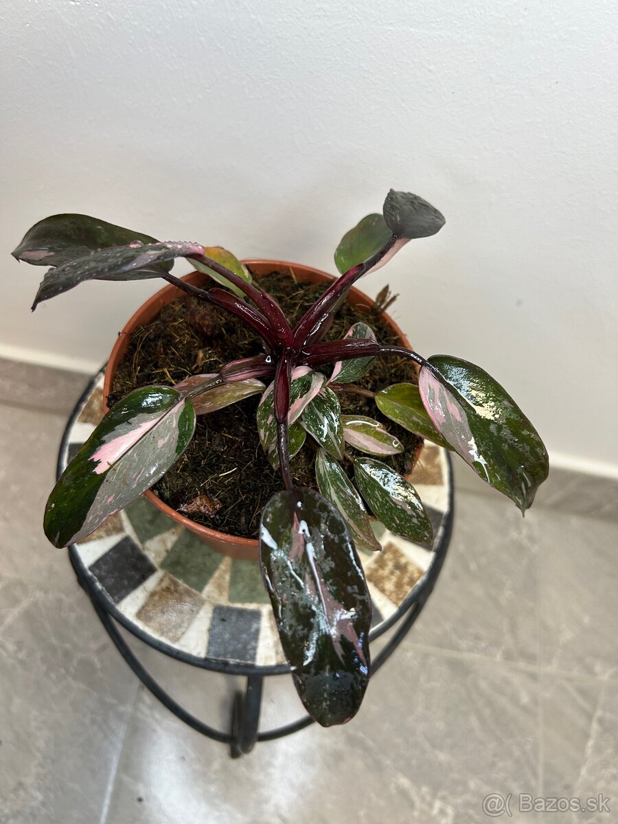 Philodendron pink Princess