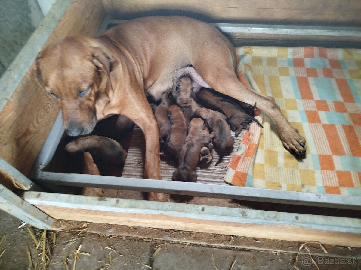 RHODESIAN RIDGEBACK