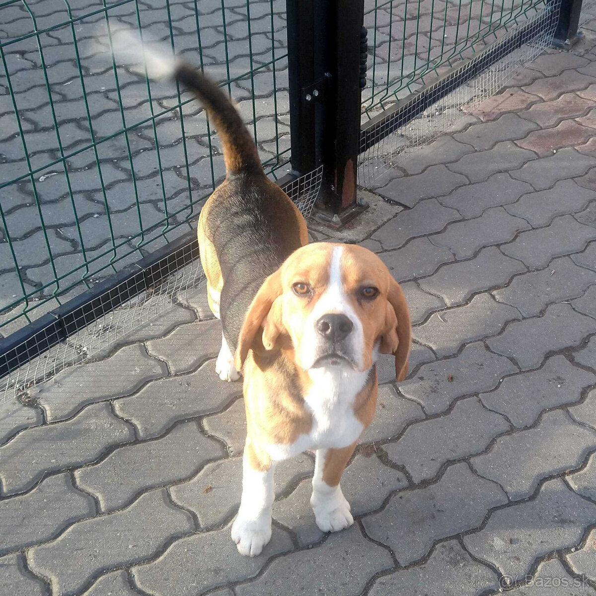 Predám čistokrvného bígla (bígl beagle) s PP