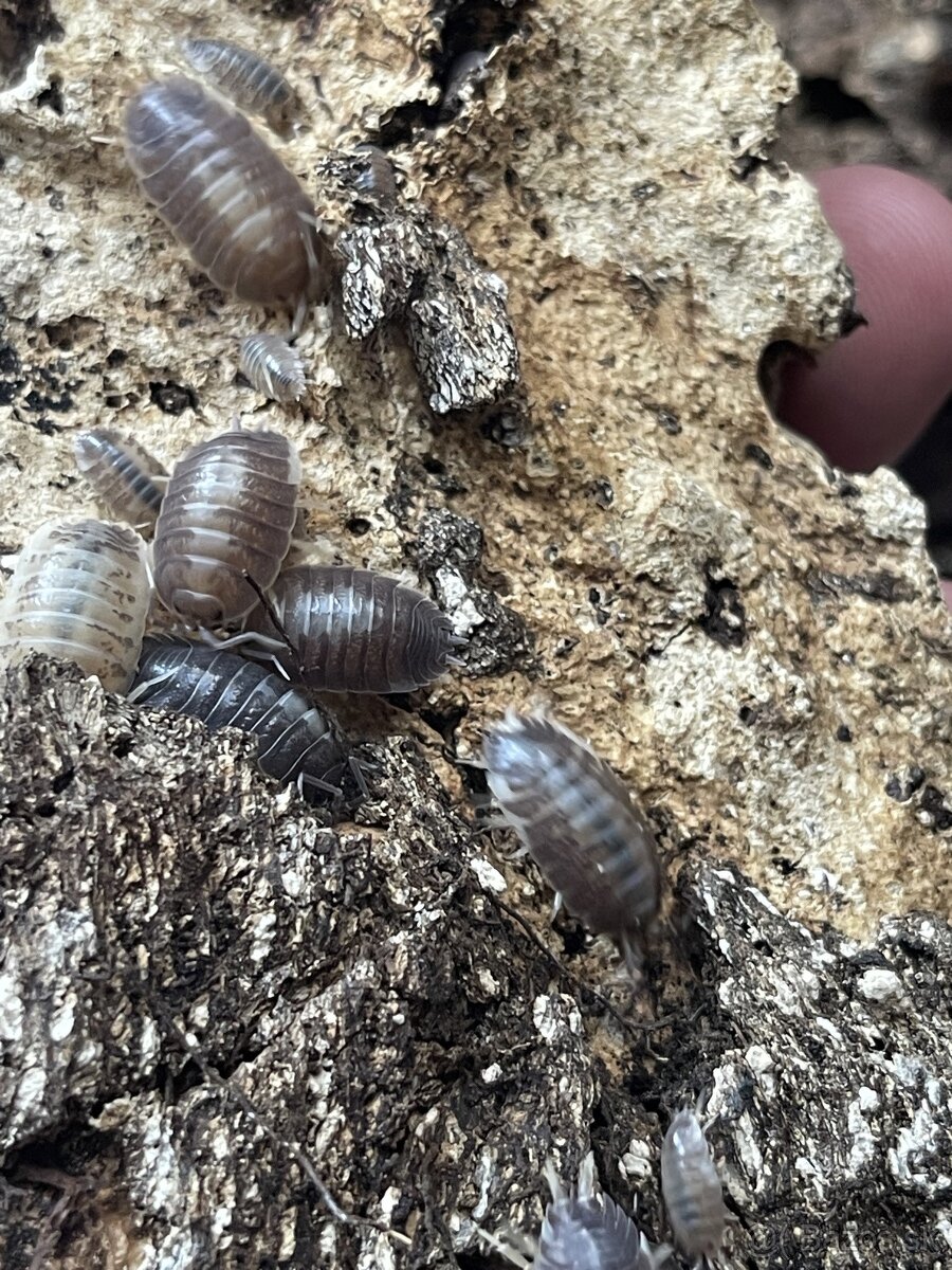 Porcellio leavis Milkback, Rovnakonôžky, Isopods