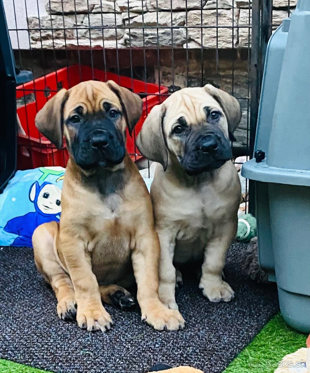 Boerboel štěňata sPP (FCI)