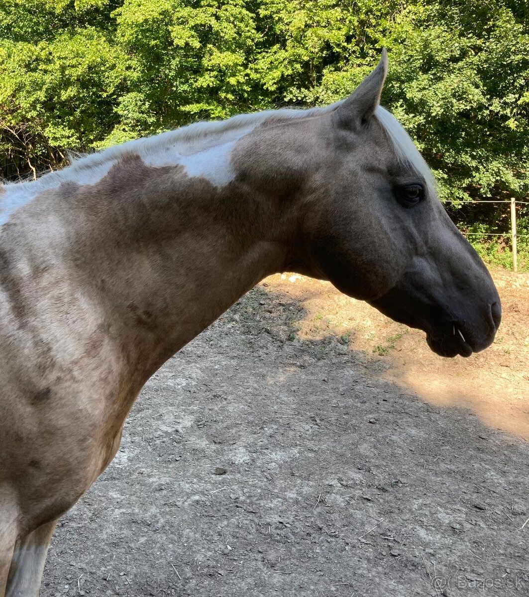 American paint horse