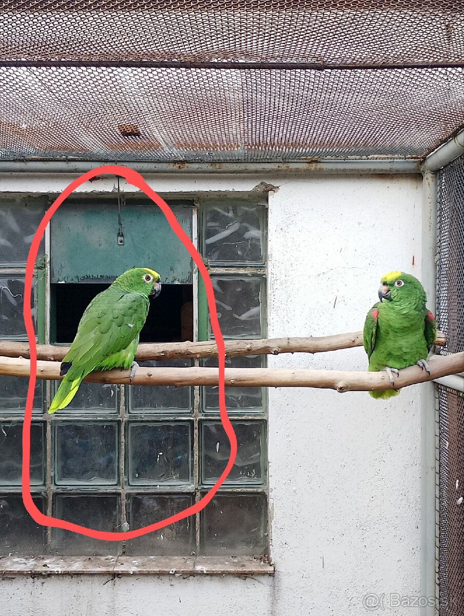 Amazona ochrocephala