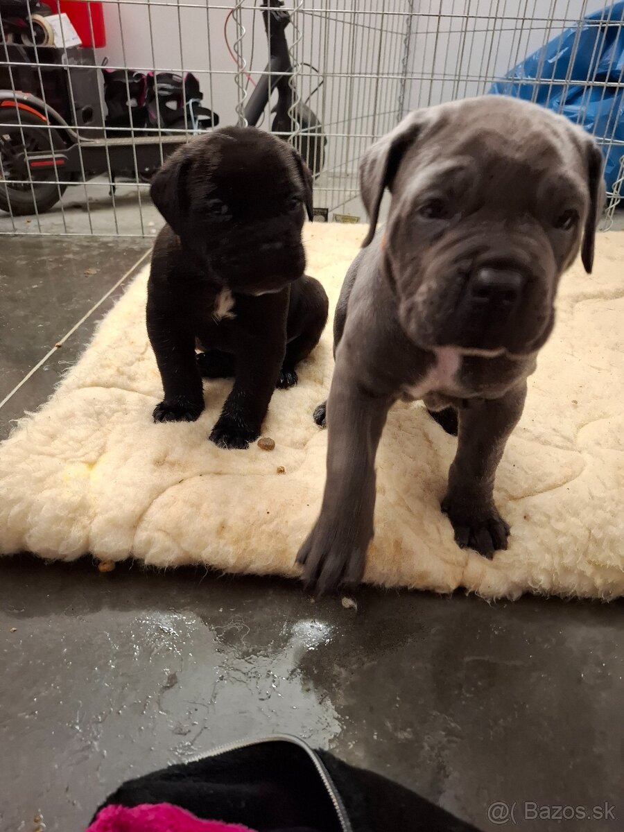 Cane Corso