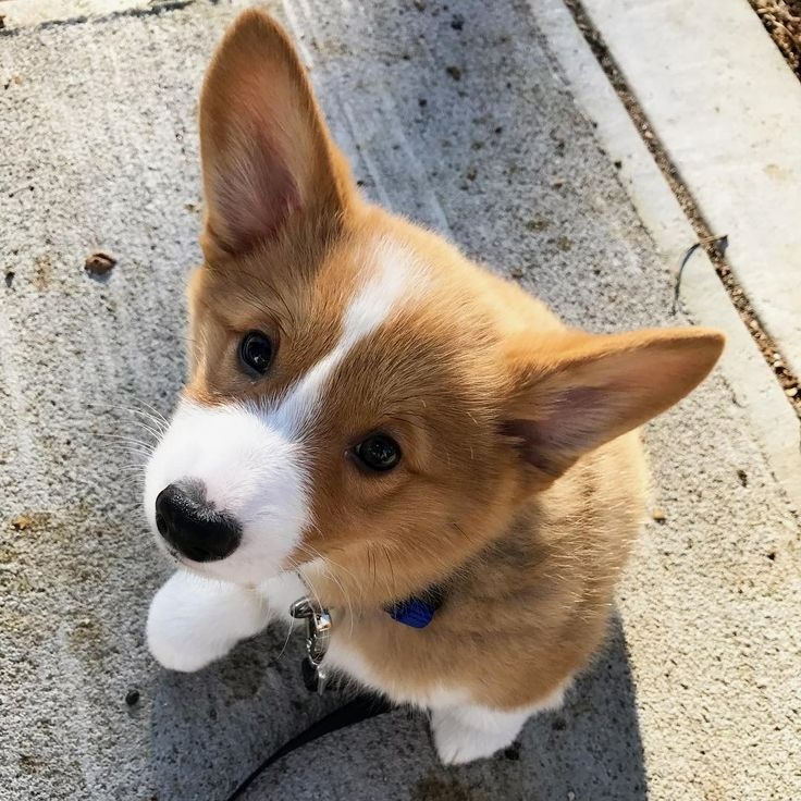 Kúpim adoptujem  Welsh corgi pembroke