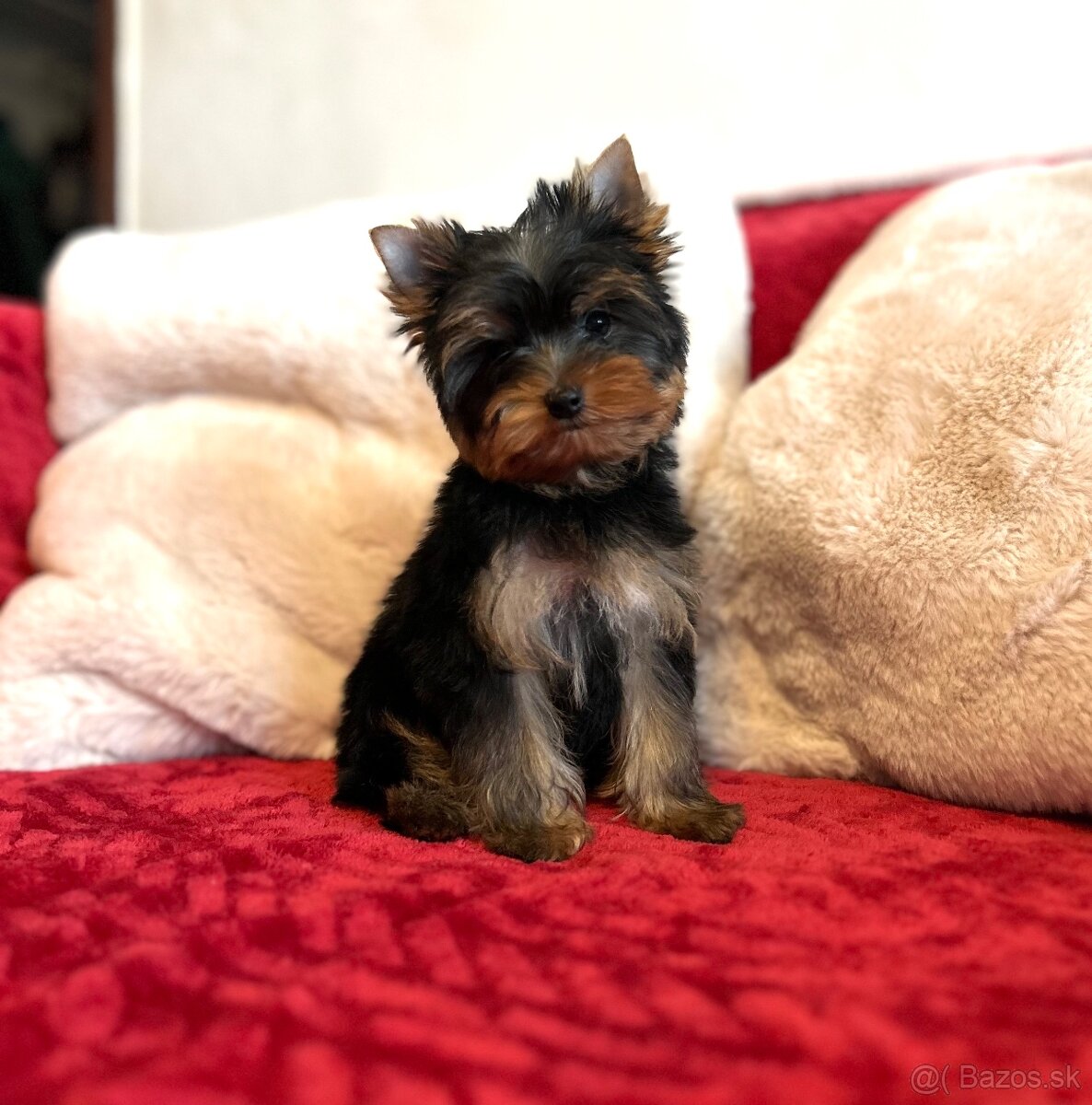 Yorkshire terrier, York s PP