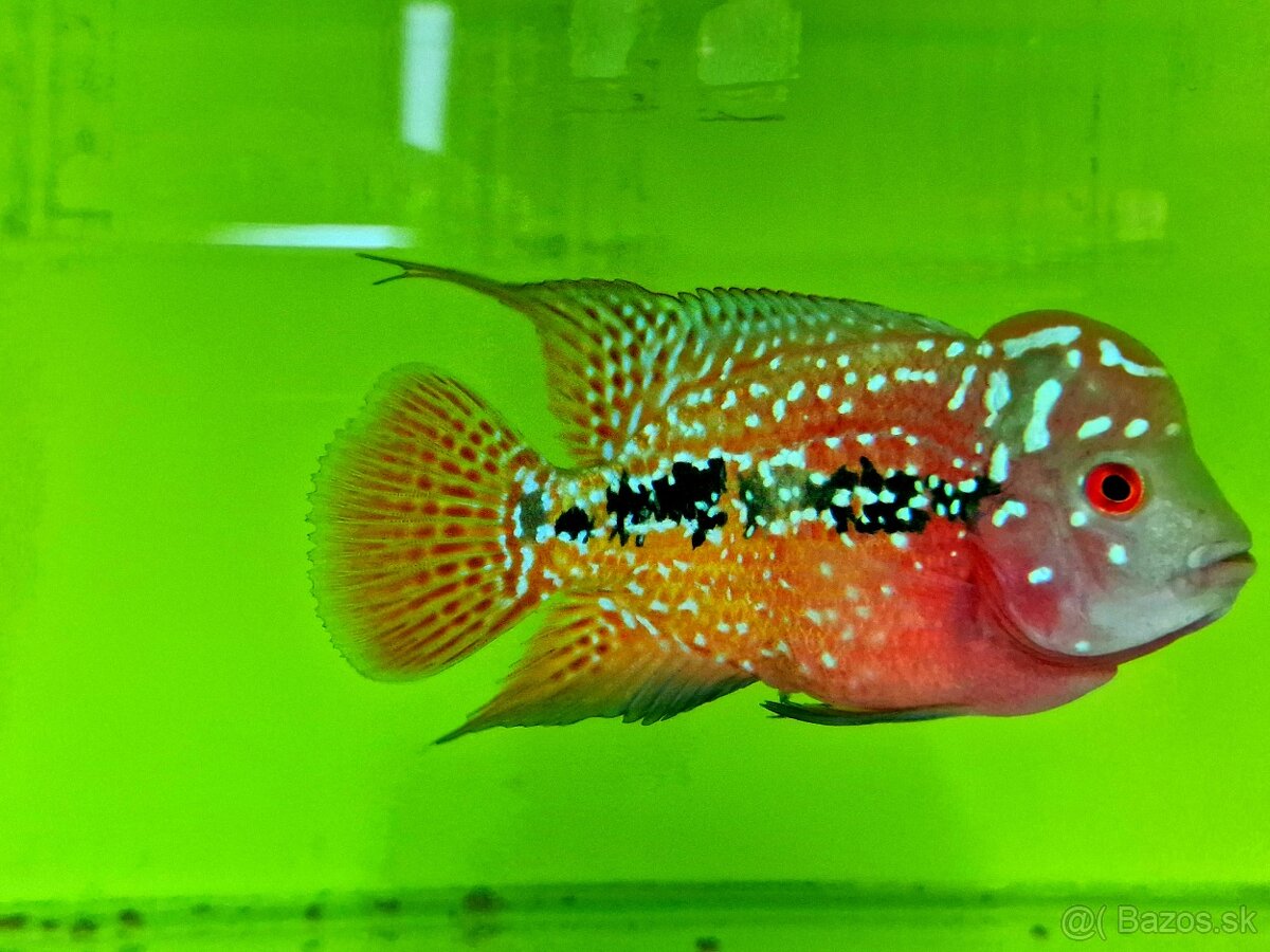 Flowerhorn Kamfa F2, F3