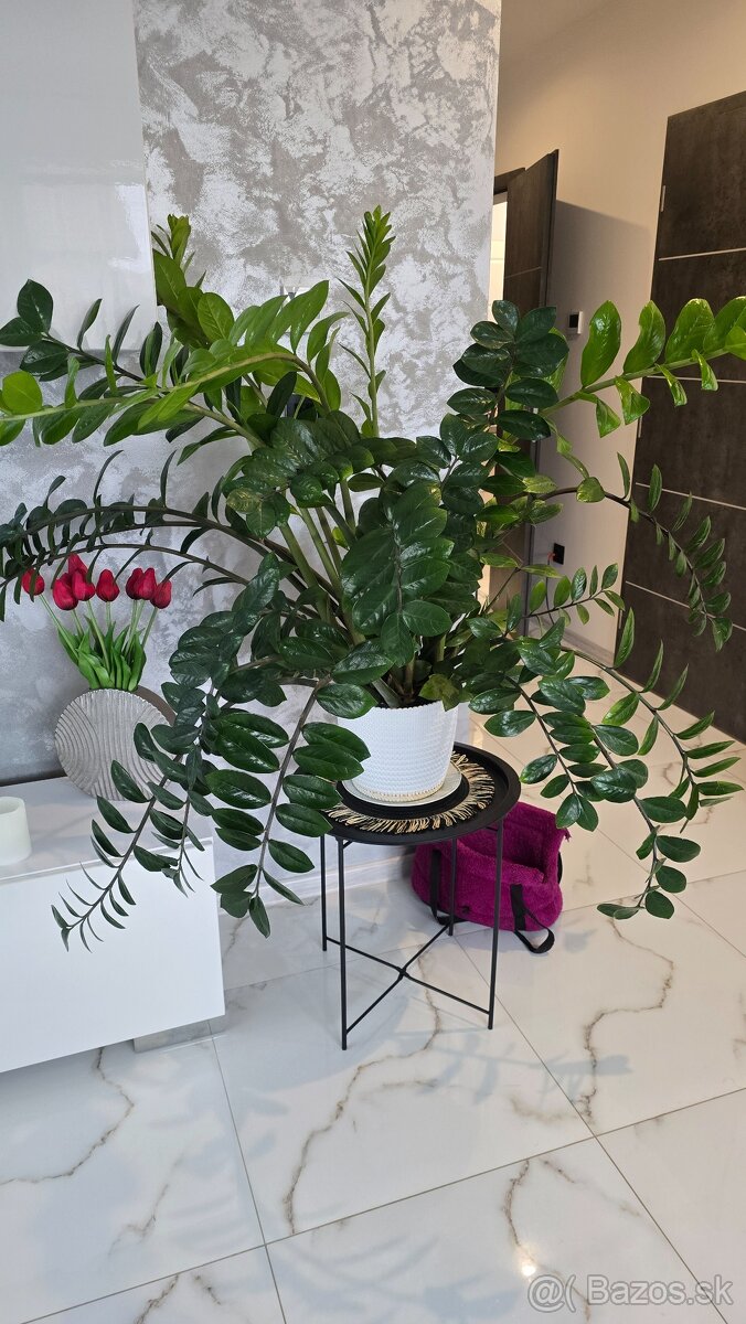 Zamioculcas