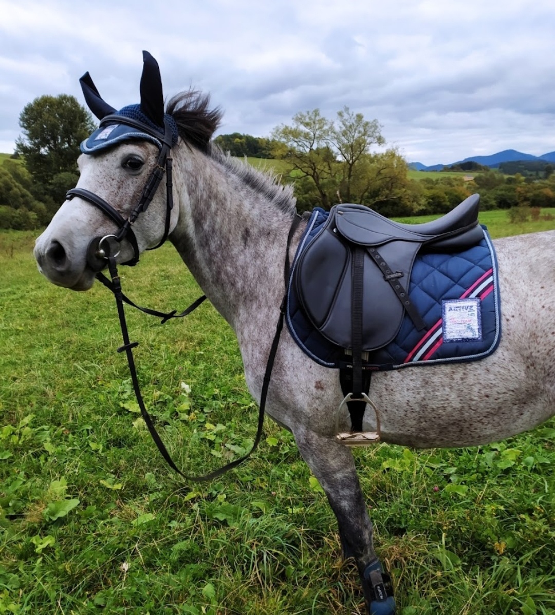 Predám anglické všestranné sedlo