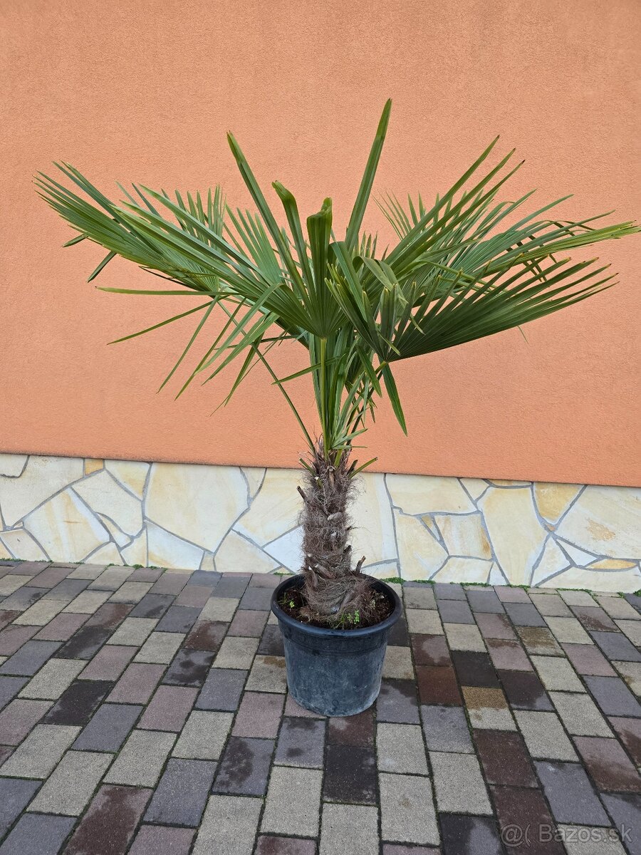 Trachycarpus fortunei