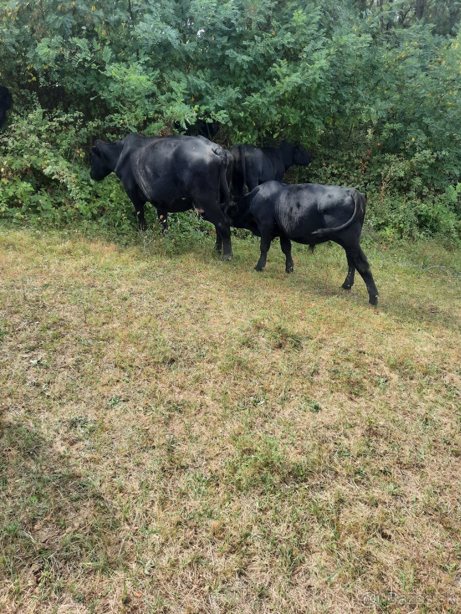 Byčkovia aberdeen angus