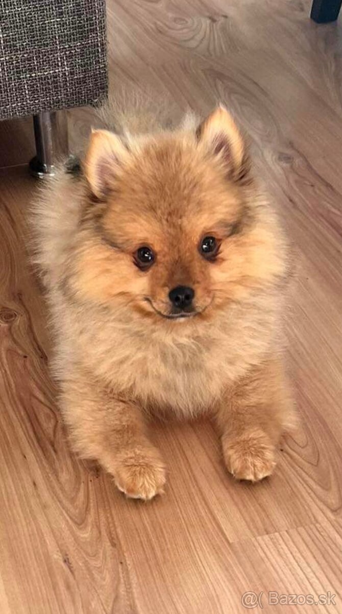 Pomeranian na krytie