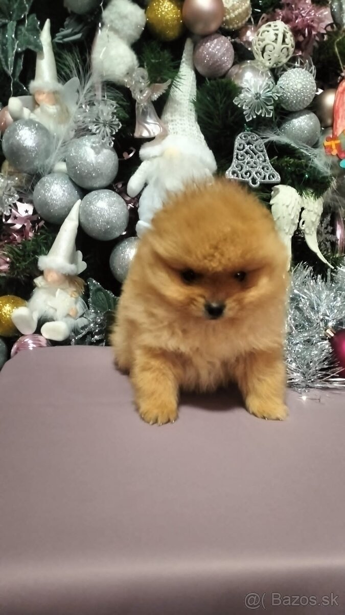 Oranžový špic  pomeranian