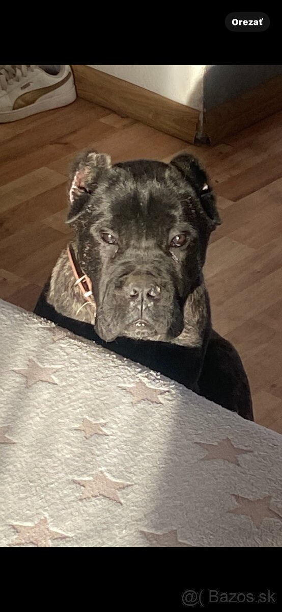 Cane Corso