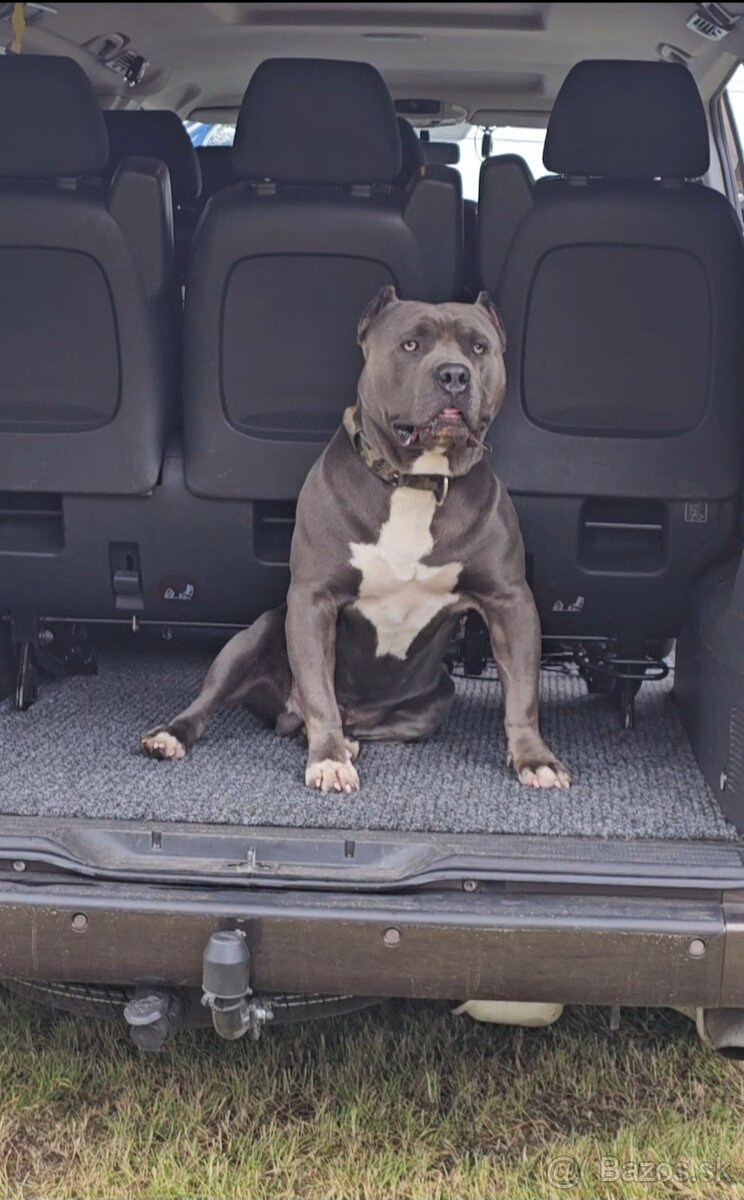 American bully XL ( krytie )