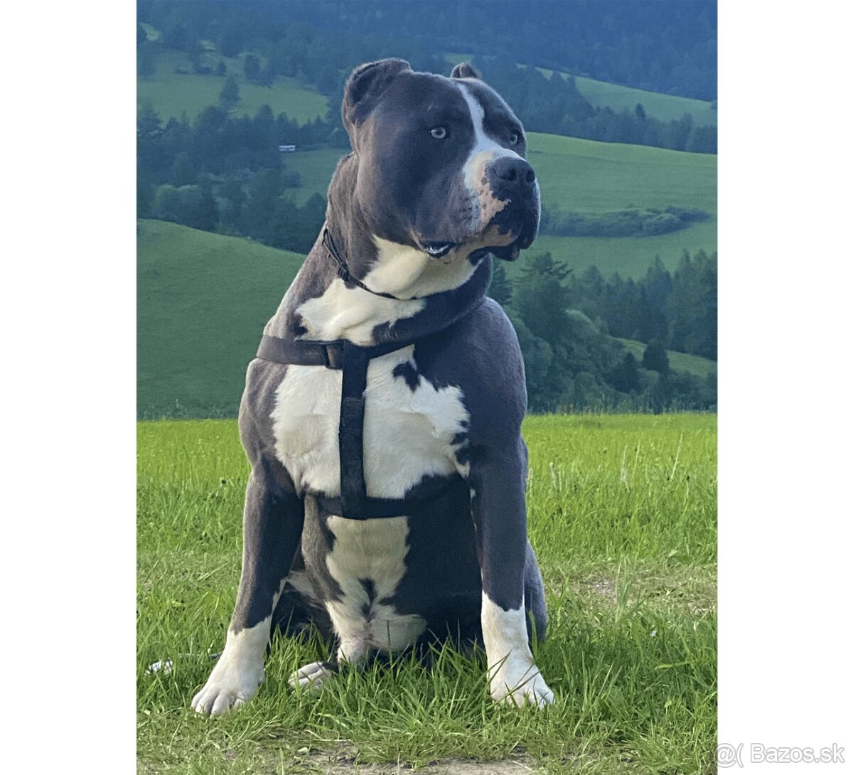 Krytie - AMERICKÝ STAFORDŠÍRSKY TERIÉR (amstaff, staford)