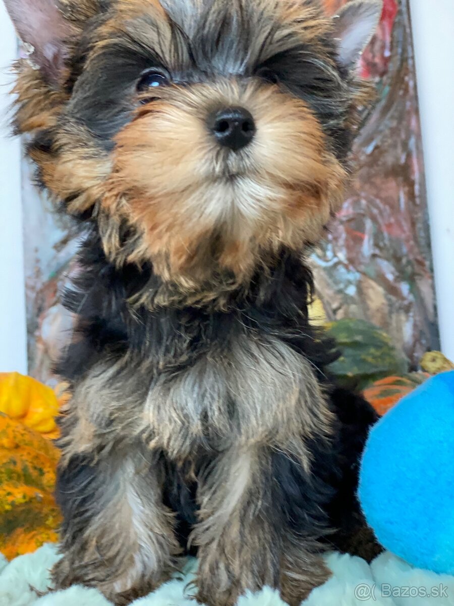 Mini Yorkshire Terrier, york, Yorkshire, Jorksir